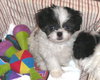 Lil' Giz