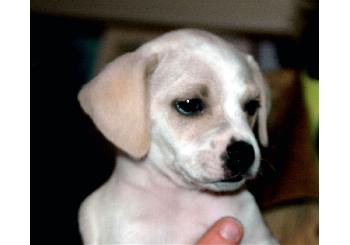 Cruz (ph) Adoption Pending