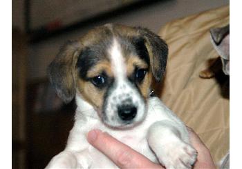 Bosco (ph) adoption pending