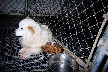 Matilda (dh) - Adoption Pending
