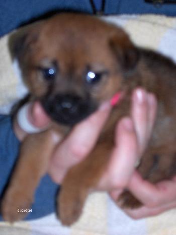 Molly (ns)