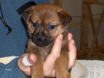 Murphy (ns)