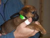 Murphy (ns)