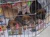 Murphy (ns)