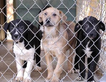 Luna- Pup on Left - DH
