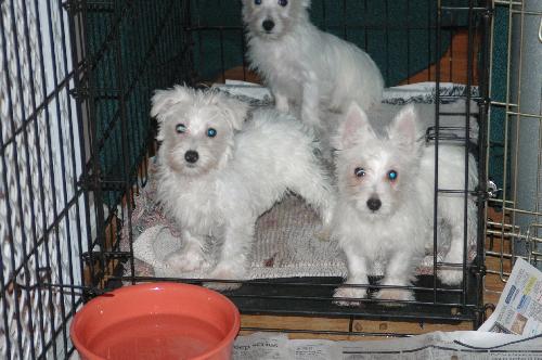 Hickory, Dickory and Doc