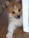 Petey
