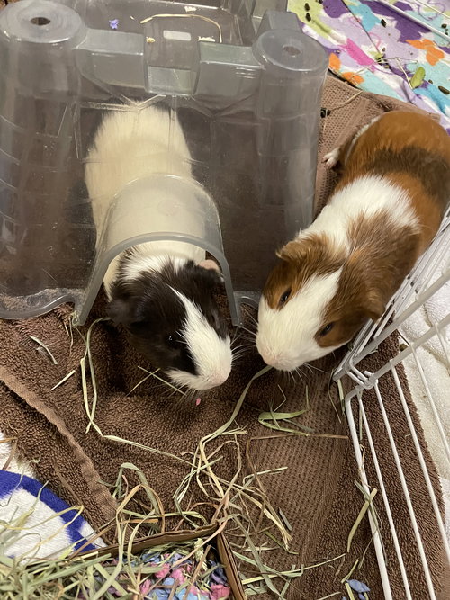 Potato & Mooey