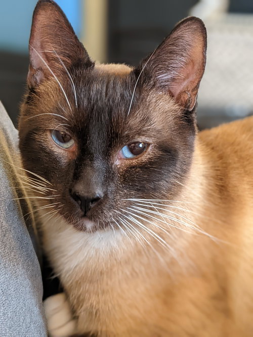 Suki