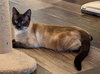 Suki