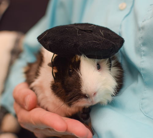 Alfalfa