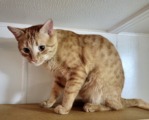 Monty