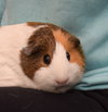 Buttercup