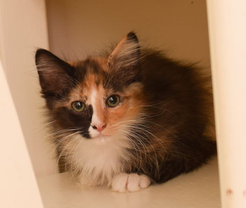 Chloe