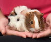 Firefly & Munchkin