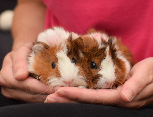 Buttercup & Popcorn