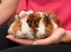Buttercup & Popcorn