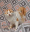 Butterscotch