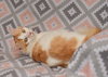 Butterscotch