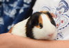 Gunther