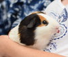 Gunther