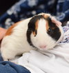 Gunther