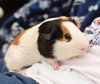 Gunther