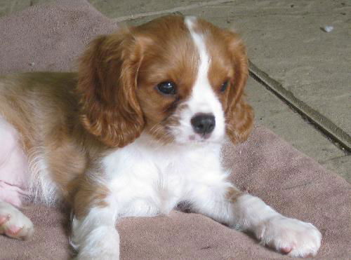 Charlie