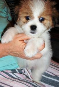 Teddy