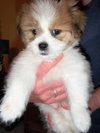 Teddy