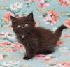 Cousin Itt - adoption pending