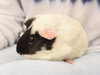 Minnie