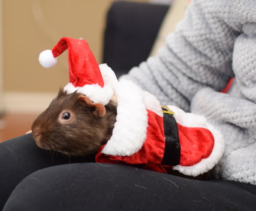 Little Saint Nick