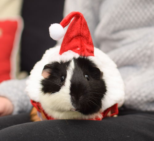 Elf