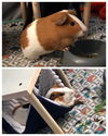 Pelican & Albatross - adoption pending