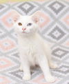 Cotton
