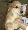 Murphy