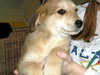 Murphy