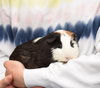 Budgie - read her story!