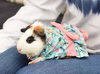 Budgie - read her story!