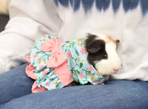 Budgie - read her story!