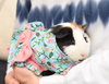 Budgie - read her story!