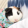 Budgie - read her story!