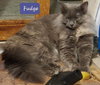 Fudgie