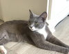 Harp - mama cat!