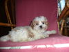 Hanna