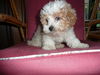 Hanna