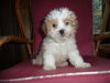 Hanna