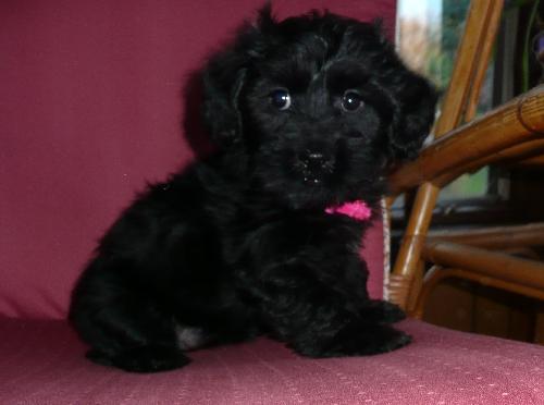 Leah