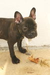 Frenche
